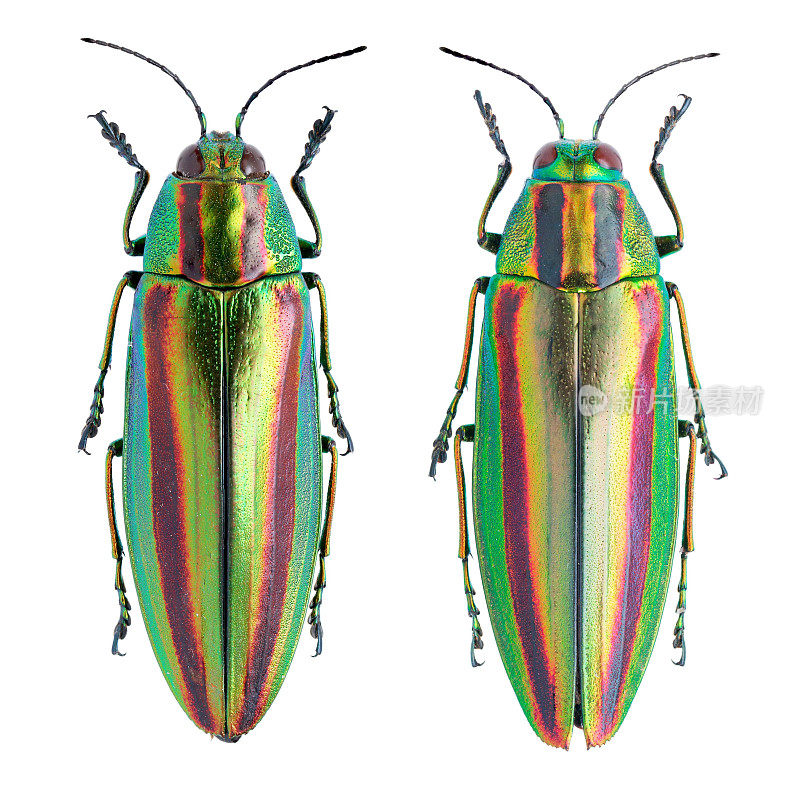 昆虫收集美丽的宝石甲虫。Chrysochroa fulgidissima